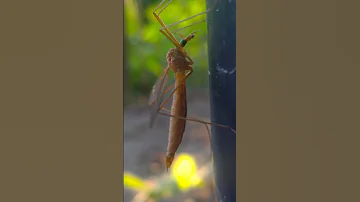 Crane Fly 