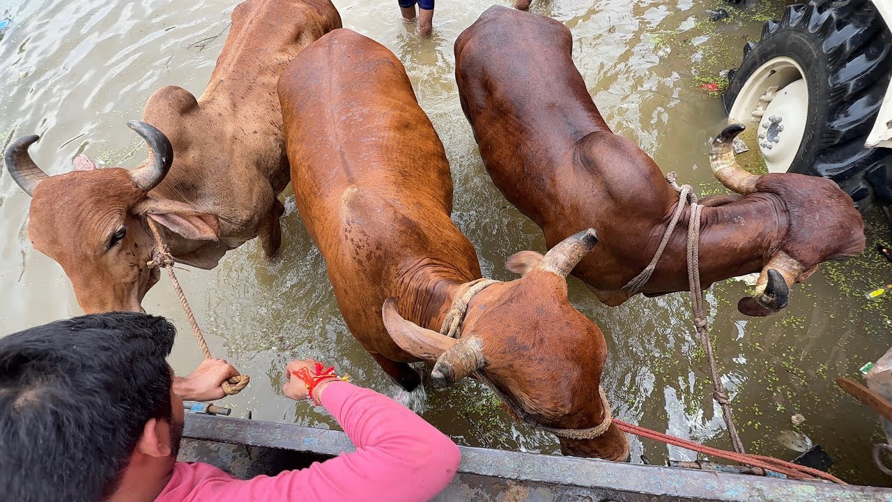 Vrindavan बाढ़ में से गऊ माताओ को बचाया Vrindavan Flood Rescue 2025 Vrindavan 