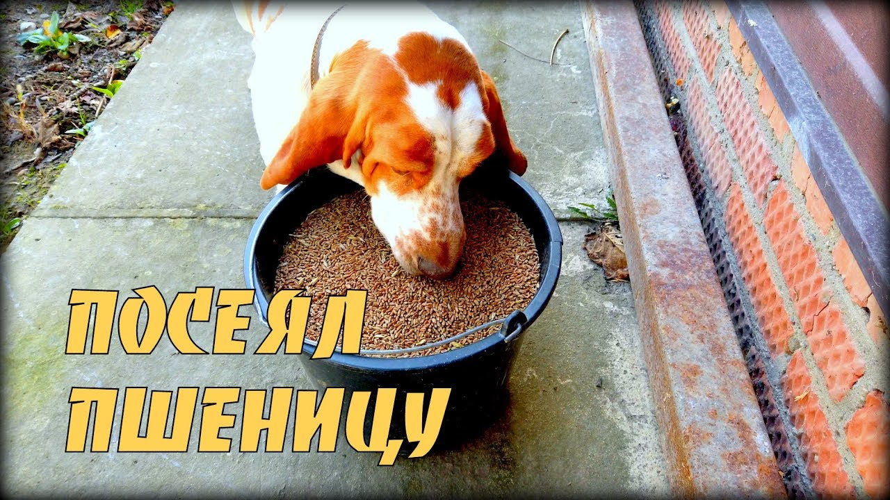 ВЛОГ ПОСЕЯЛ ПШЕНИЦУ В ЗИМУ - YouTube