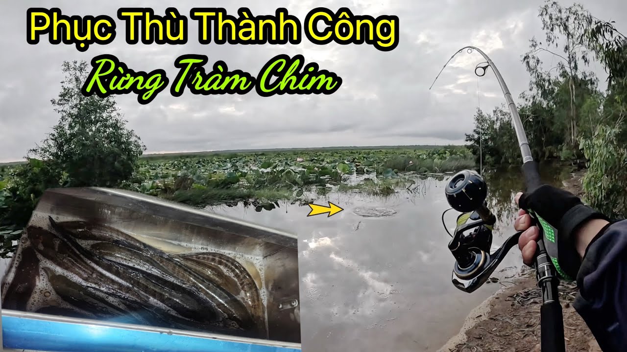 Cá ăn rất mạnh tại VQG Tràm Chim , nhất là khi xế chiều 