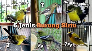 6 jenis Sirtu di dunia perkicauan