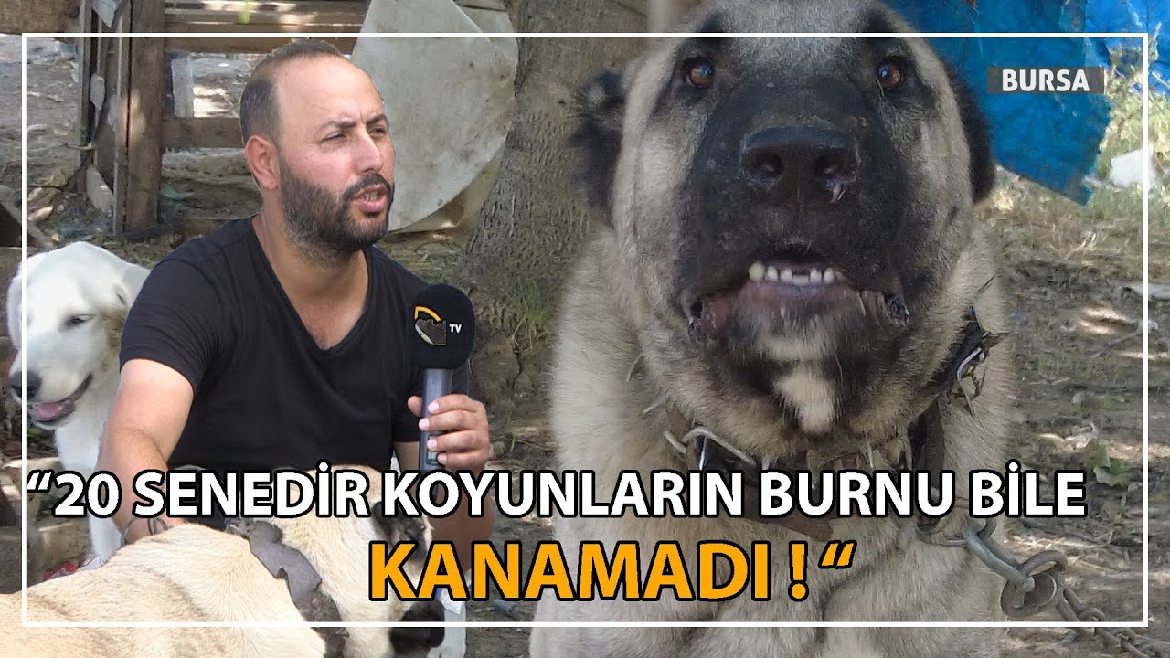 20 Senedir Koyunların Burnu Bile Kanamadı / Kangal Köpeklerin Kurtçu Özellikleri