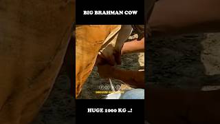 Big Brahman Cow #shorts #biggestcow