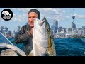 How to Hunt in Dirty Water! Spearfishing Auckland NZ
