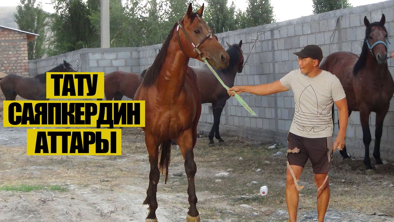 Саяпкер Татунун жаңы аттары