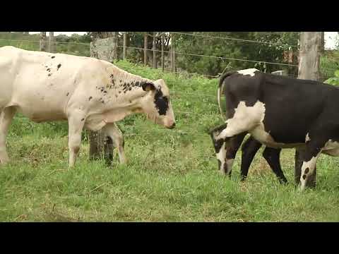 LOTE 49 -  133 JURUBEBA  - 135 GOIABADA  - 137 NEVASCA  - 144 MAROMBA