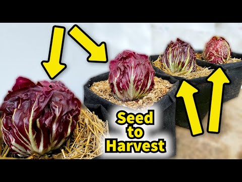 Video: Wat is radicchio: leer over de verzorging van radicchioplanten