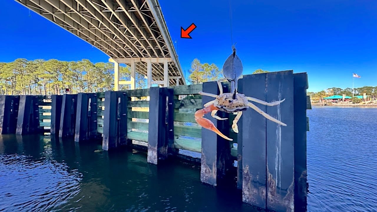 Fishing a LIVE! MUD CRAB under this Popular CANAL BRIDGE for my DINNER!