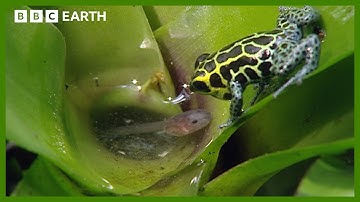 Incredible Poison Arrow Frog Raises Tadpoles in the Treetops | BBC Earth