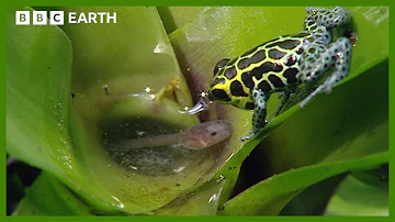 Incredible Poison Arrow Frog Raises Tadpoles in the Treetops | BBC Earth
