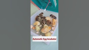 🐥 Enhance Your Farming Experience & Unlock Hatching Fun!  #aussiepets #pets#australia