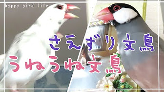 うねうね文鳥だ 鳥は怒るとかわいい Youtube