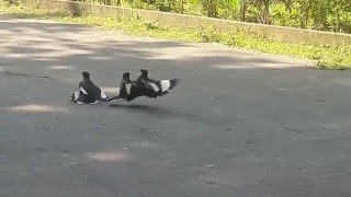 ANGRY MYNAS