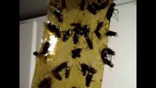 1,000 Dead &amp; Dying Flies Stuck to Fly Paper