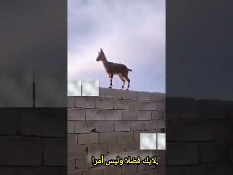 غزال يقفز بمهاره 