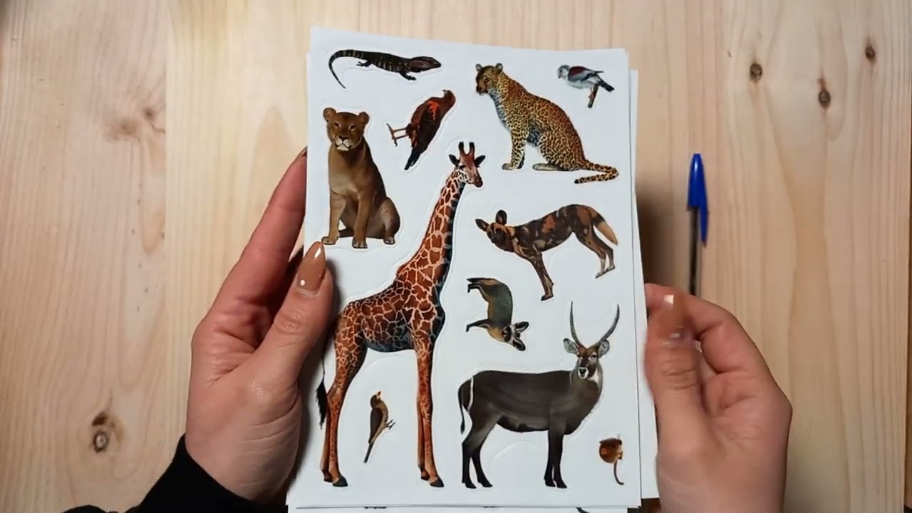 Pack Rollos De Gomets Temáticos Animales 4 U