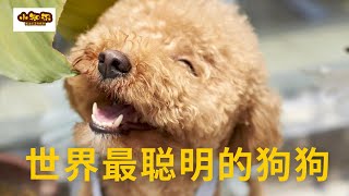 【TOP 10】世界上最聪明的狗狗/The smartest dog in the world【小知识】