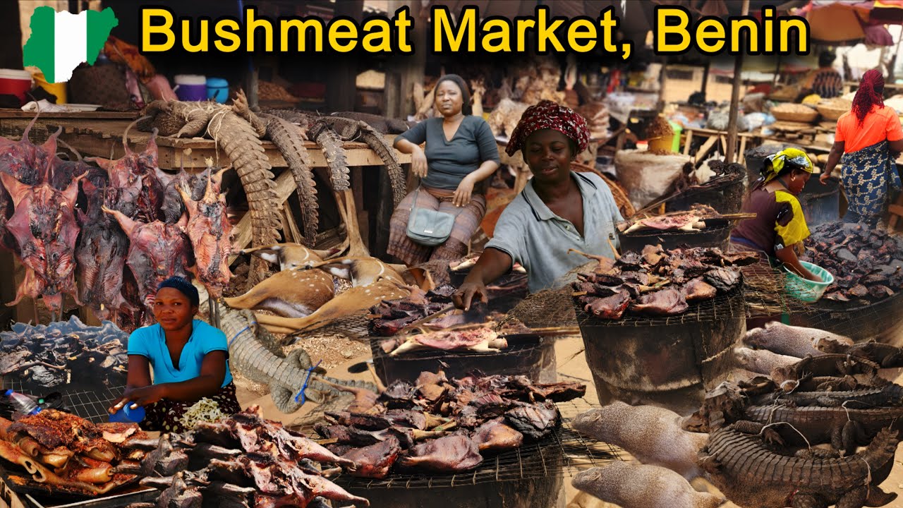 Updated: Ekiuwa Bushmeat Market, Benin Nigeria. Exploring Prices of Crocodile, Grasscutter and more