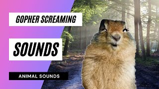 Gopher Screaming Sound - The Animal Sounds Gopher Screaming Sound Sound Effect Animation