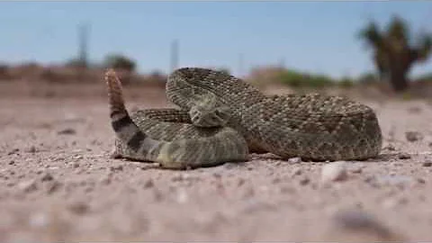 Mojave Rattlesnake - Crotalus scutulatus