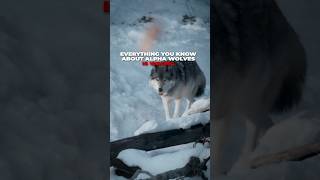You Were Lied To About Alpha Wolves. #shorts #wolves