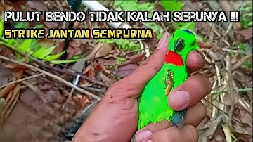 Mikat Serindit dengan pulut jejak bendo, dapat serindit jantan leher merah