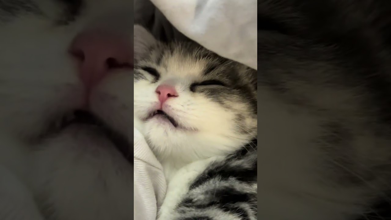 Sleeping Kittens: The Cutest Snooze Fest Ever!😻