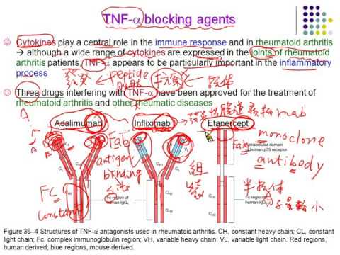 08藥物治療學一 類風濕性關節炎 治療