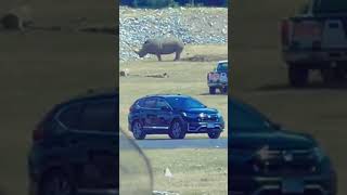 Rhino Pooping