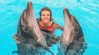 Swim with a huge elephant and dolphins in Phuket. Exotic Thailand