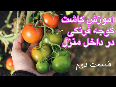 تصویری: مشکلات در پرورش گوجه فرنگی قسمت 2