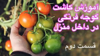Grow Tomato Part 2 - آموزش کاشت گوجه فرنگی در داخل منزل قسمت دوم