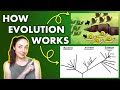 Evolution and Phylogeny | GEO GIRL