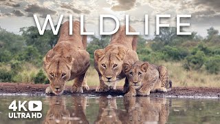 Wildlife Africa - Scenic Relaxation Film 4K with African Music