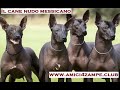 cane nudo messicano - Mexican hairless dog - xoloitzcuintle の動画、YouTube動画。