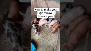 How to Make Your Sow Give Birth 3 Times a Year Pig Multiplication Secrets