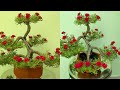 Cách Làm Hoa Mười Giờ Bonsai Màu Đỏ Để Bàn Đẹp Tuyệt Vời Rất Đơn Giản