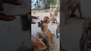 Mother Less Baby Monkey 0636