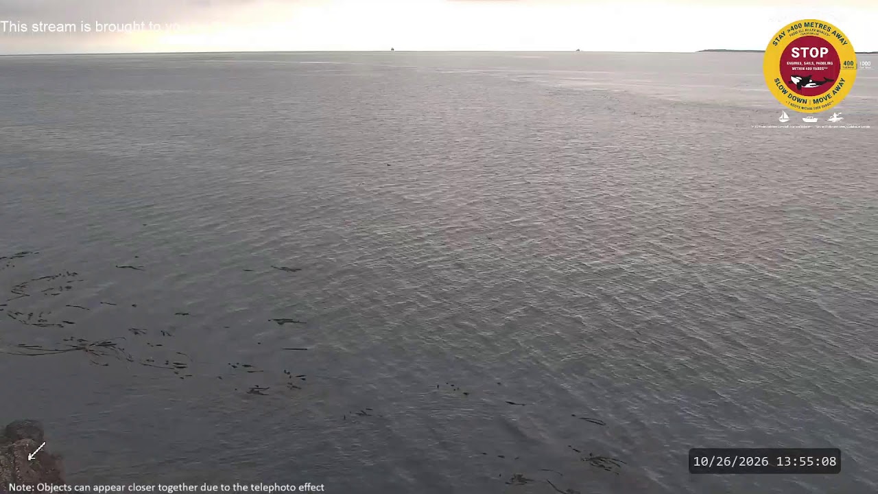 Lime Kiln Point Lighthouse — Whale Museum Live Stream live camera thumbnail