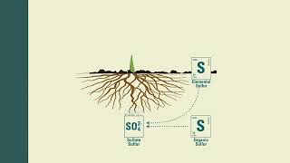 The Importance of Potassium (K) in Crops