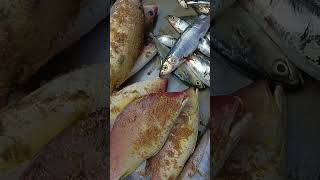 18/6/26இன்று டெய்சி அத்தையிடம் என்ன மீன் இருக்குனு பார்ப்போம் friends#food#seafish#shorts#trending