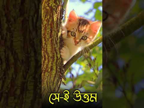 ভিডিও: শুদ্ধতম ব্যক্তি কি?