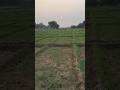farming vlog #villagelife #youtubeshorts