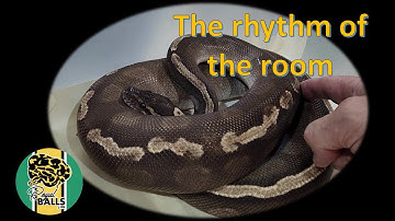 Breeding Ball Pythons. The rhythm of the room.