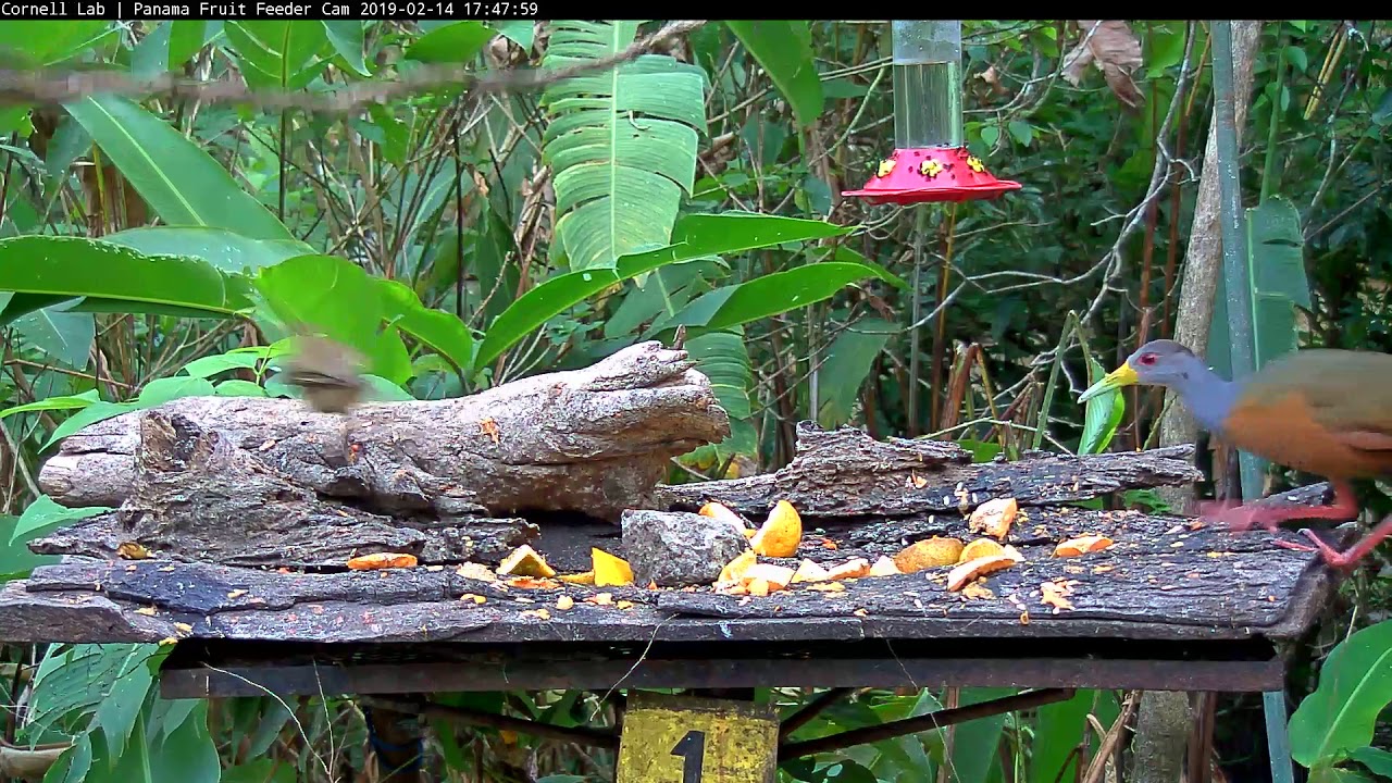 Panama Fruit Feeder Cam at Canopy Lodge 02142019 224111 234112
