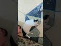 الله يرحم الوالدين لي كيعرف شي جمعية ديال الرفق بالحيوان يكتب ليا النمرة ديالهم فالتعليق مبغيتش لوحو