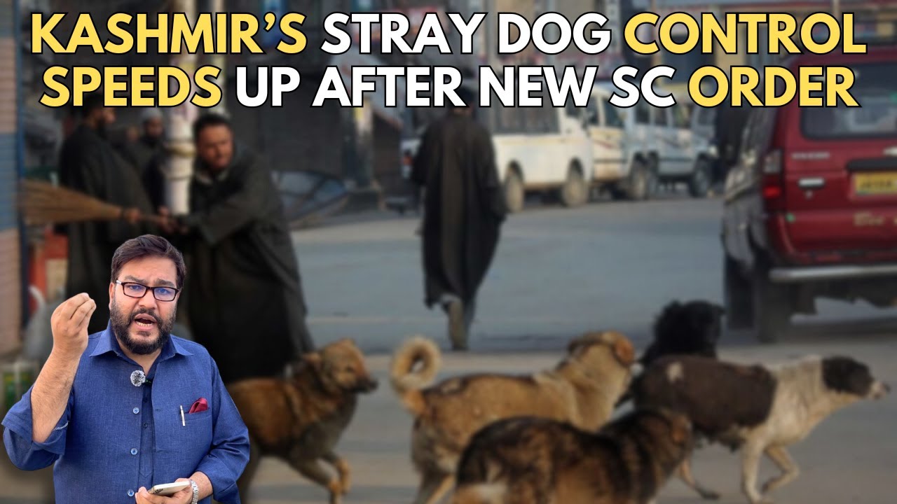Kashmir’s Stray Dog Control Speeds Up After New SC Order - YouTube