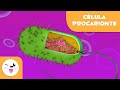 A célula procarionte e as suas partes 🦠 Ciências 🔬 Vídeo educativo para crianças