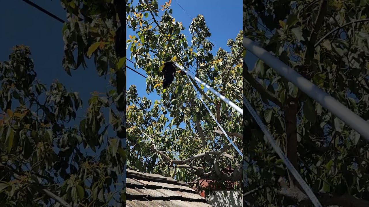 Mister Coolz Fruit Picker