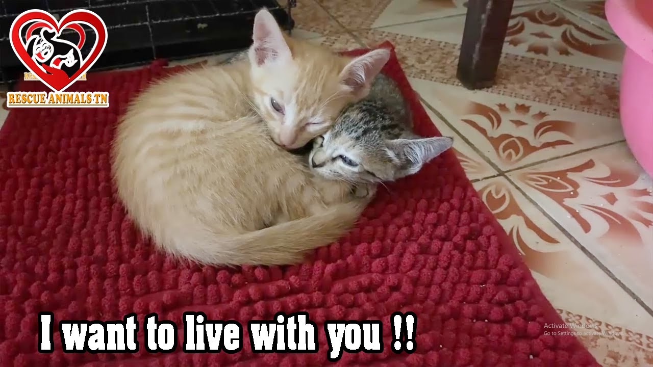 Lastest Update for A Paralyzed Kitten Gigi and A Naughty Kitten Leo